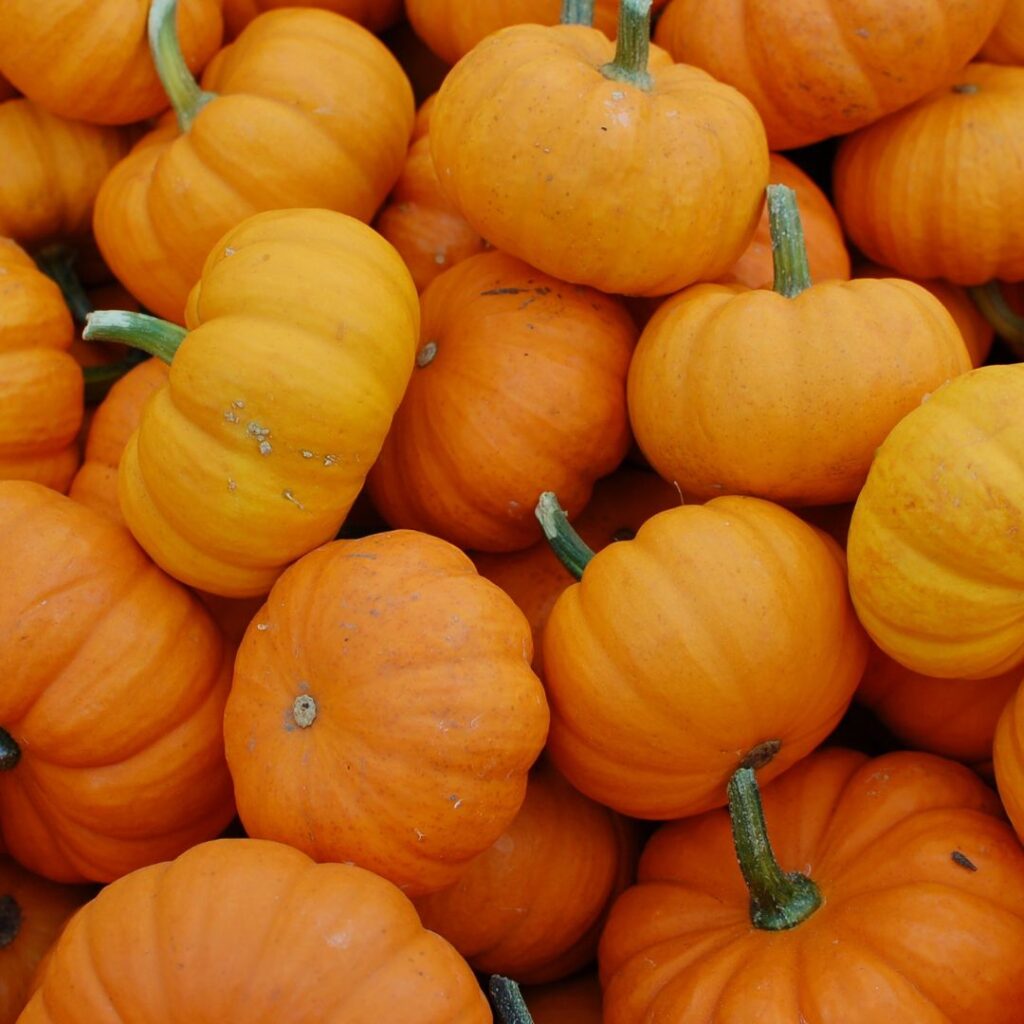 pumpkin fodmap square